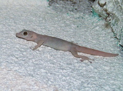 Ptyodactylus hasselquistii