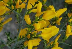 Genista scorpius