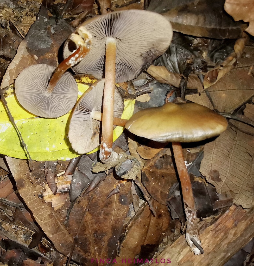 Psilocybe caerulescens · December 2020 · photo: © heimatlos (iNaturalist, cc0)