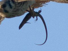Aspronema dorsivittatum
