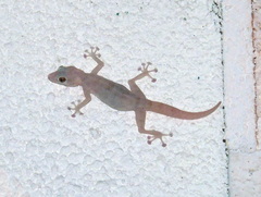 Ptyodactylus hasselquistii
