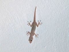 Ptyodactylus hasselquistii