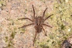 Alopecosa albofasciata