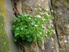 Arabis christiani