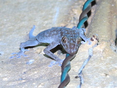 Ptyodactylus hasselquistii