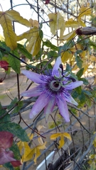 Passiflora amethystina × caerulea
