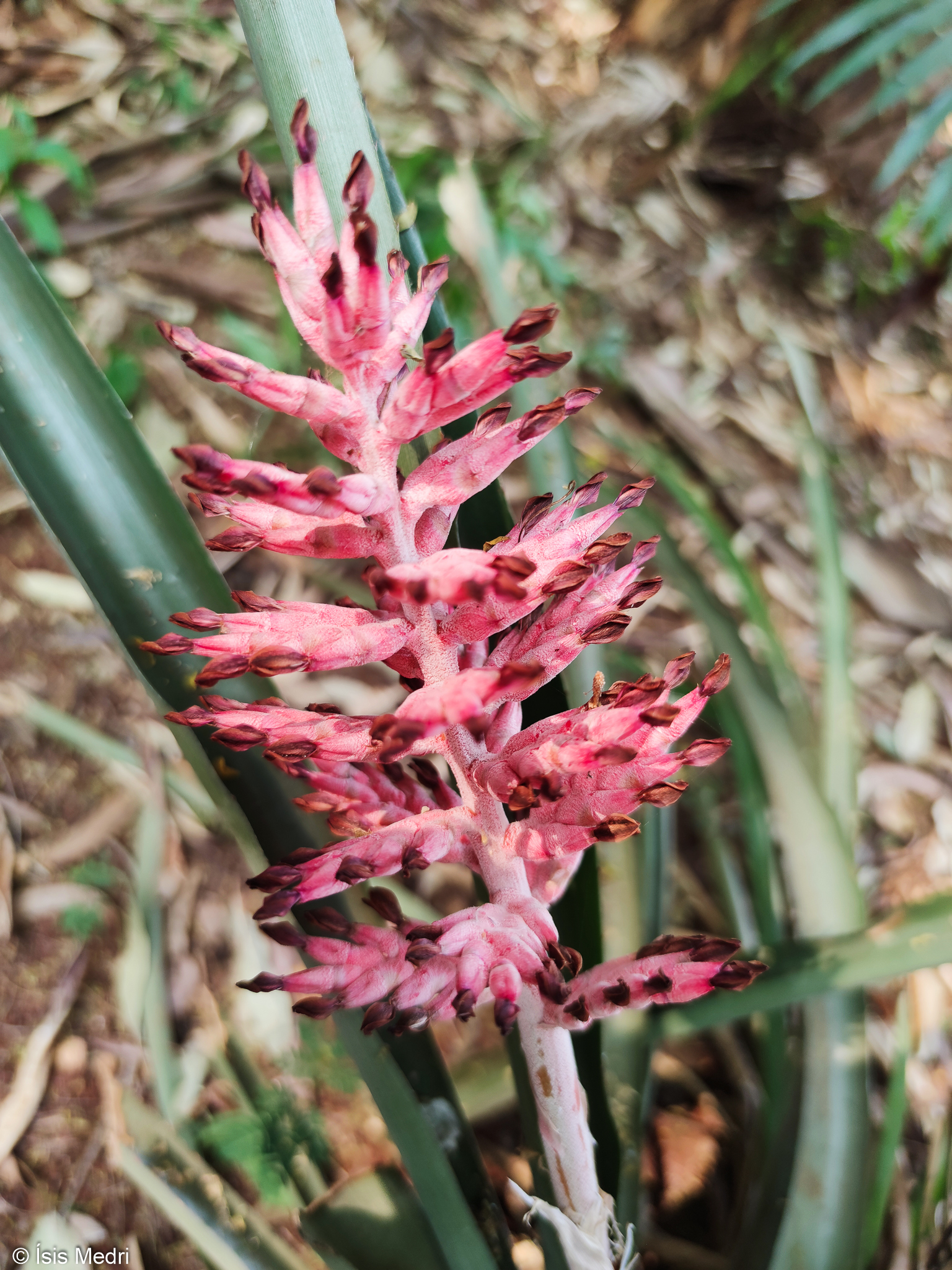 Aechmea distichantha