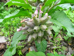 Physochlaina orientalis