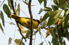 Oriolus brachyrynchus