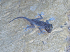 Ptyodactylus hasselquistii