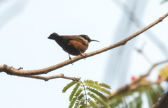 Chalcomitra adelberti