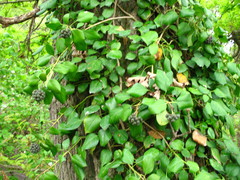 Hedera pastuchovii