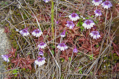 Pinguicula calyptrata