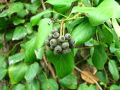 Hedera pastuchovii