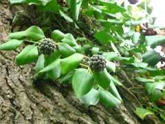 Hedera pastuchovii