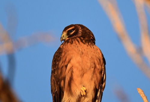 Northern Harrier photographed in Nevada