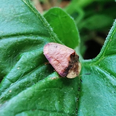 Acrocassis gibbipennis