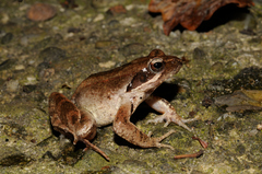 Italian Agile Frog photo 2