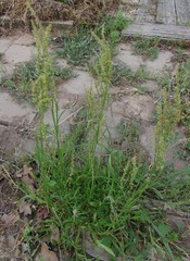 Rumex hastatulus