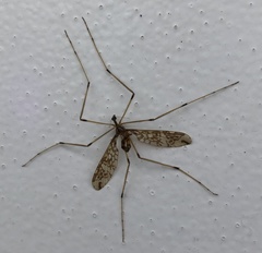 Mischoderus annuliferus