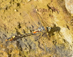 Lindenia tetraphylla