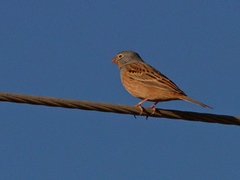 Emberiza caesia