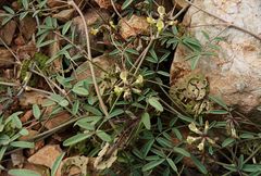 Hippocrepis constricta