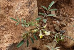 Hippocrepis constricta