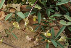 Hippocrepis constricta