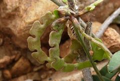 Hippocrepis constricta