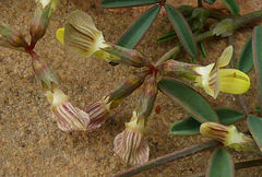 Hippocrepis constricta