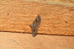 Alucita adriendenisi