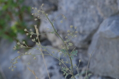 Thalictrum minus saxatile
