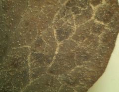 Thalictrum minus saxatile