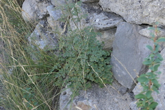 Thalictrum minus saxatile