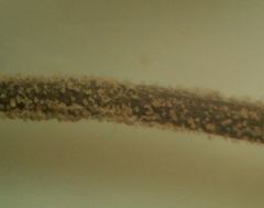 Thalictrum minus saxatile