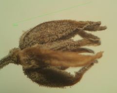 Thalictrum minus saxatile