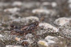 Pezotettix giornae