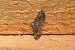 Alucita adriendenisi