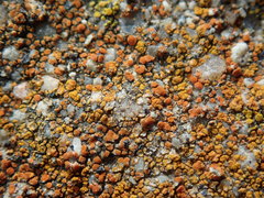 Flavoplaca citrina
