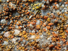 Flavoplaca citrina
