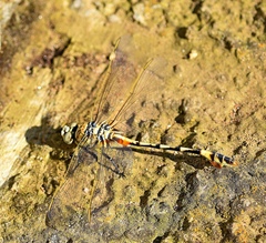 Lindenia tetraphylla