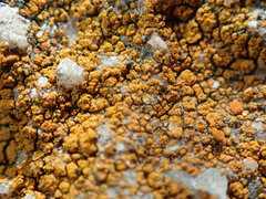 Flavoplaca citrina