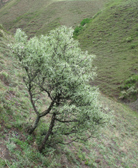 Pyrus salicifolia