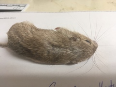 Chaetodipus penicillatus
