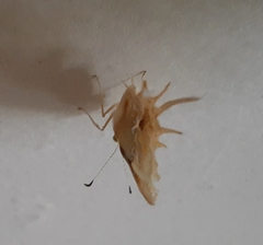 Helicopis cupido