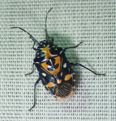 Stenozygum alienatum