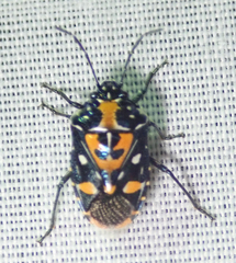 Stenozygum alienatum