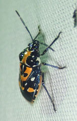 Stenozygum alienatum