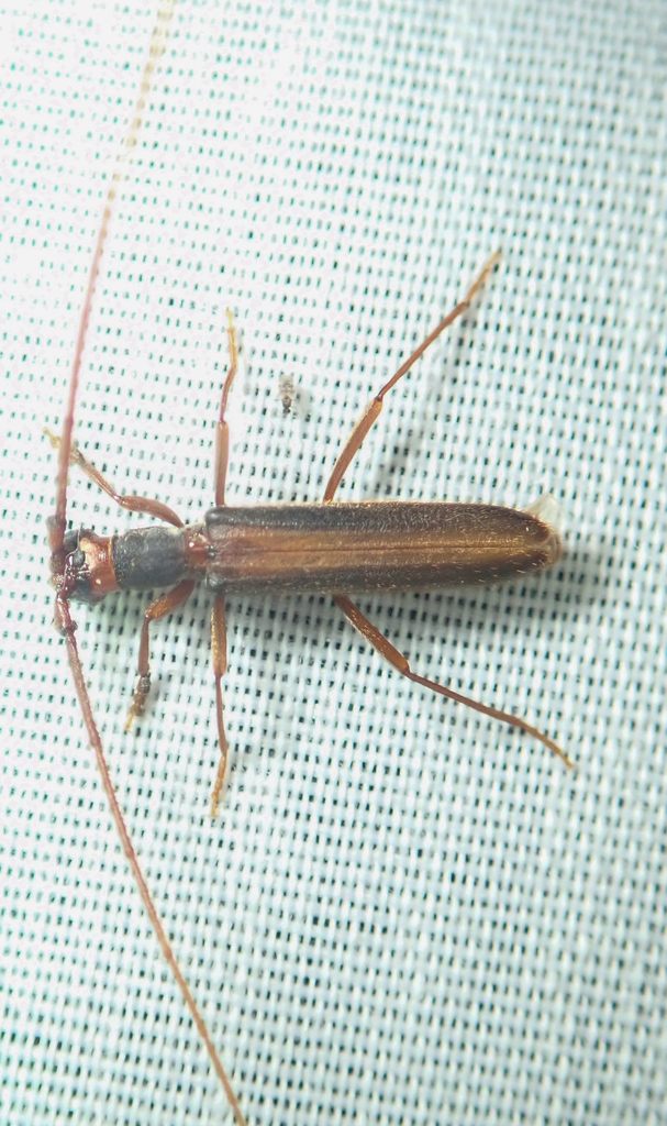 Diptychoeme suturalis